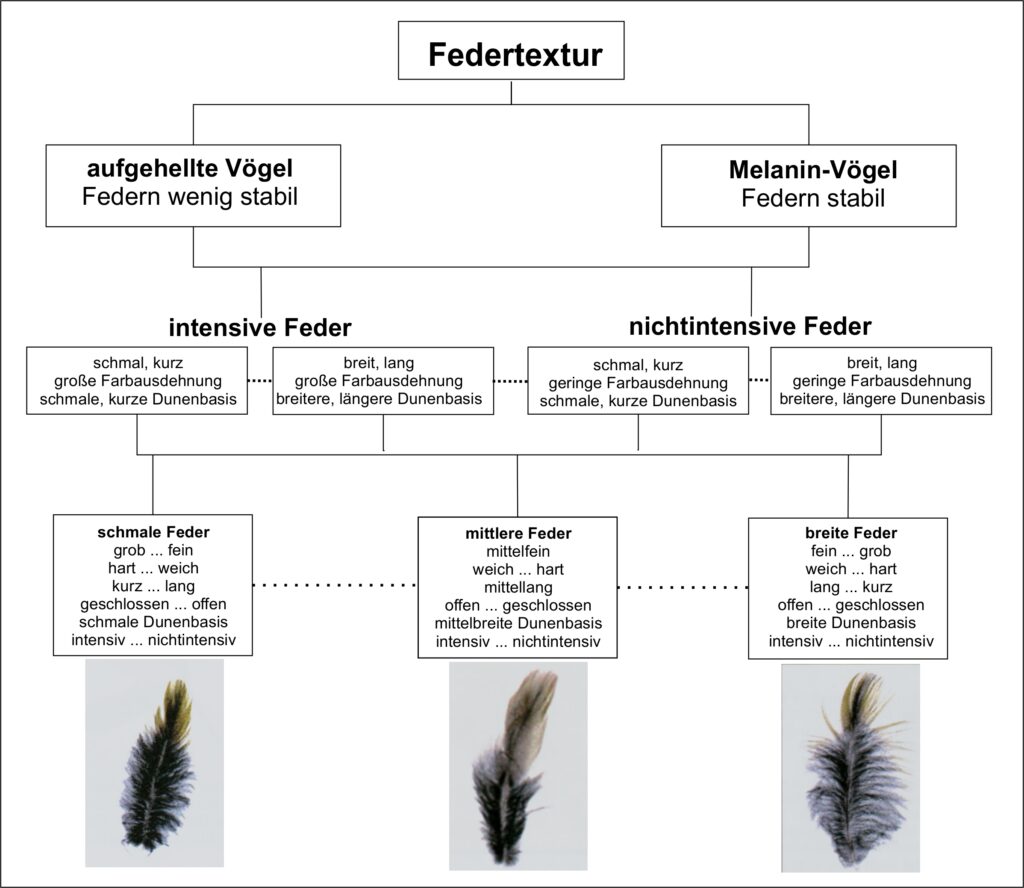 Federtextur