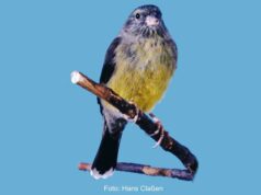 Der Kapgirlitz 0,1 Tottagirlitz