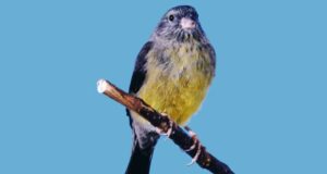 Der Kapgirlitz 0,1 Tottagirlitz