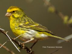 Der Weißbauchgirlitz Weißbauchgirlitz