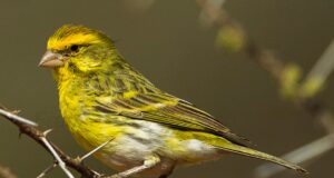 Der Weißbauchgirlitz Weißbauchgirlitz