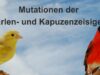 Mutationen der Erlen- und Kapuzenzeisige