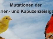 Mutationen der Erlen- und Kapuzenzeisige