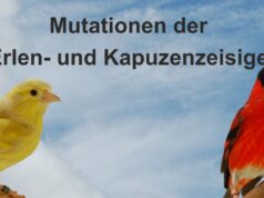 Mutationen der Erlen- und Kapuzenzeisige