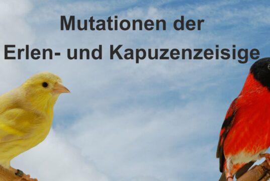 Mutationen der Erlen- und Kapuzenzeisige