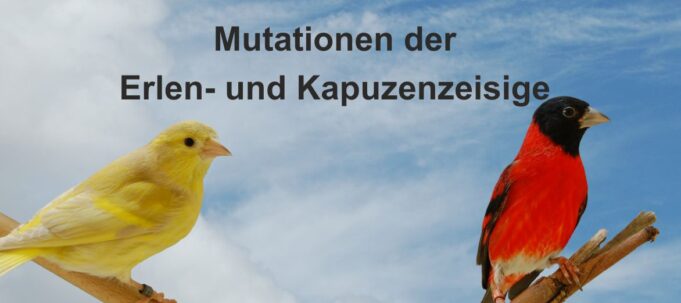 Titel_Zeisigmutationen