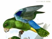 Türkissperlingspapagei