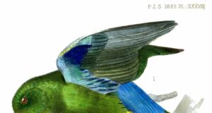 Türkissperlingspapagei