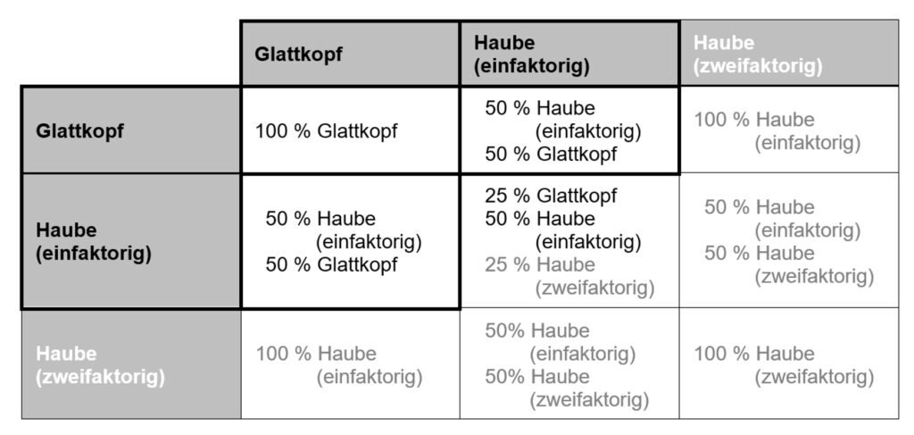 Vererbung Haube