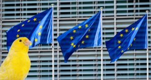 Europäische Kommission erlaubt Impfung gegen Vogelgrippe