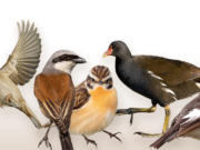 Wahl des Vogel des Jahres 2023 begonnen