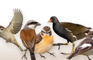 Wahl des Vogel des Jahres 2023 begonnen