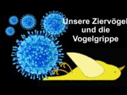 Unsere Ziervögel und die Vogelgrippe