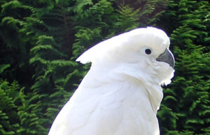 Weißhaubenkakadu