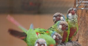 Die Rotschwanzsittiche