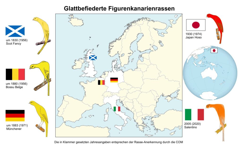 glatte Figurenkanarien