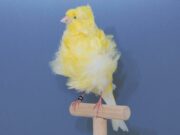 Der Mehringer Frisé Mehringer Gelb