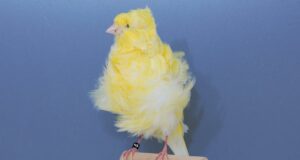 Der Mehringer Frisé Mehringer Gelb