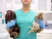 Tierärztin Dr.med.vet. Anke Dörsch