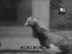 Seltenes Videomaterial der COM von 1964