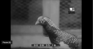 Seltenes Videomaterial der COM von 1964