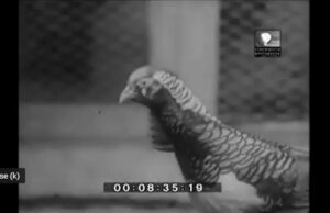 Seltenes Videomaterial der COM von 1964