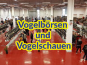 Vogelbörsen und Vogelschauen 2026/2027
