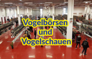 Vogelbörsen und Vogelschauen 2026/2027